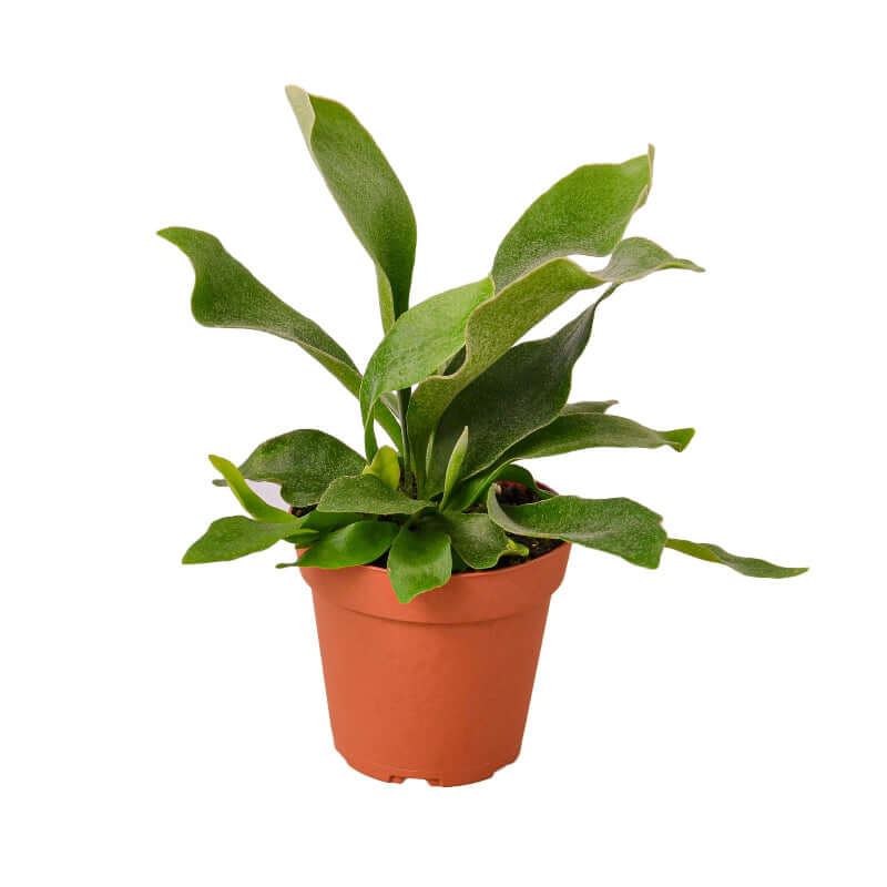 staghorn-fern in a 6inch plant pot  | Houseplant | All About Planties