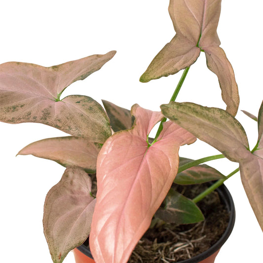 Syngonium Pink Splahs Live Indoor Plant at All About Planties