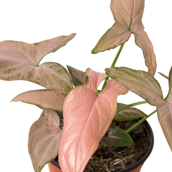 Syngonium Pink Splahs Live Indoor Plant at All About Planties