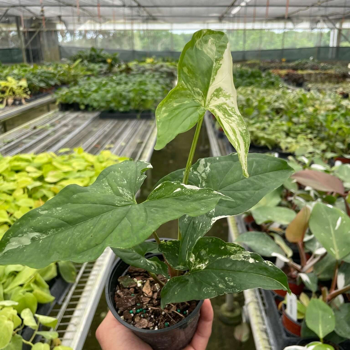 Syngonium 'Albo Variegata' Indoor Plants at All About Planties