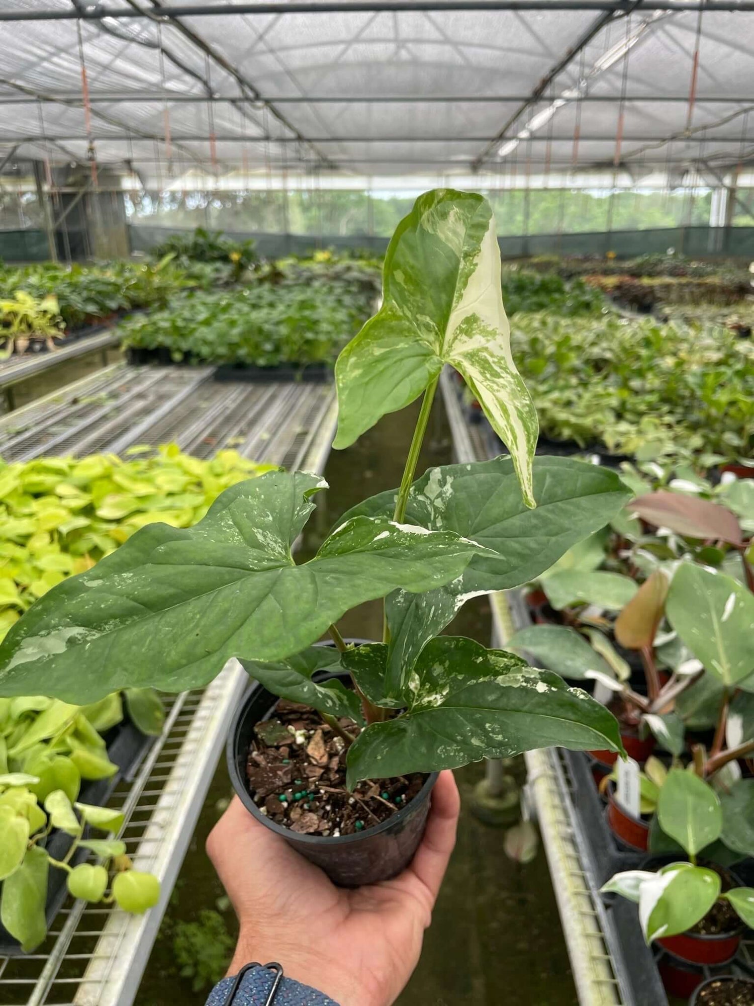 variegated arrowroot plant indoor Syngonium Albo Variegata Indoor