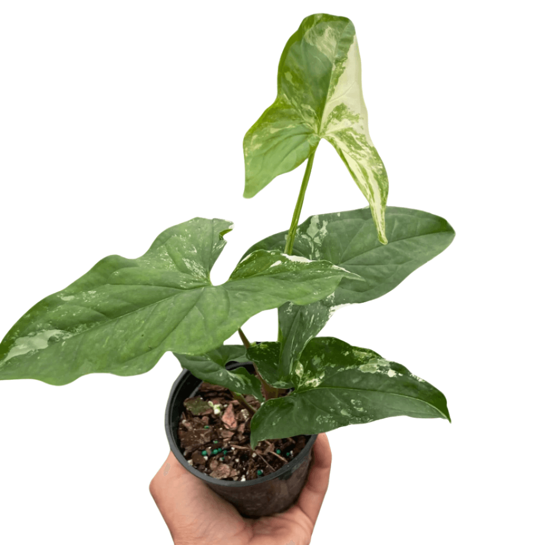 albo pothos plant Pothos 'Albo Variegata' - Rare White Variegated Pet Safe Plant