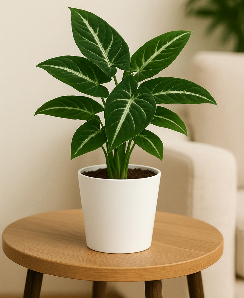Syngonium Black Velvet indoor plant with velvety dark leaves on wood stand