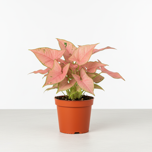 Syngonium Pink Splash Indoor Plant by All About Planties