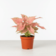 Syngonium Pink Splash Indoor Plant by All About Planties