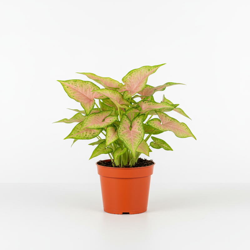 Syngonium Pink Splash Houseplant by All About Planties