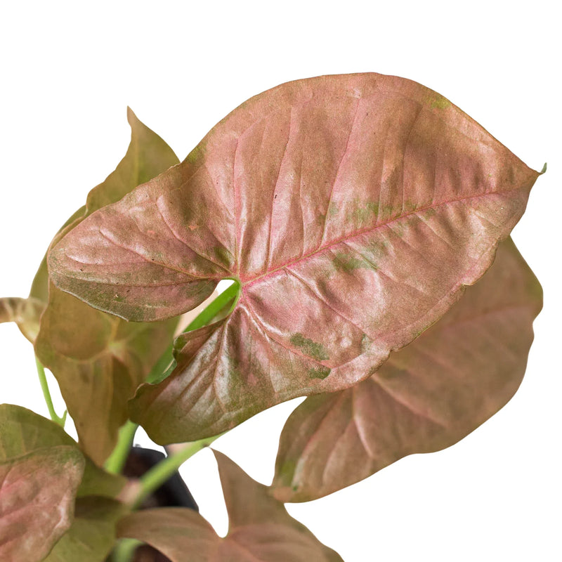  syngonium-strawberry leaves close up