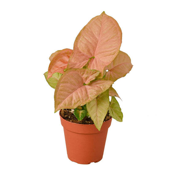  syngonium-strawberry plant