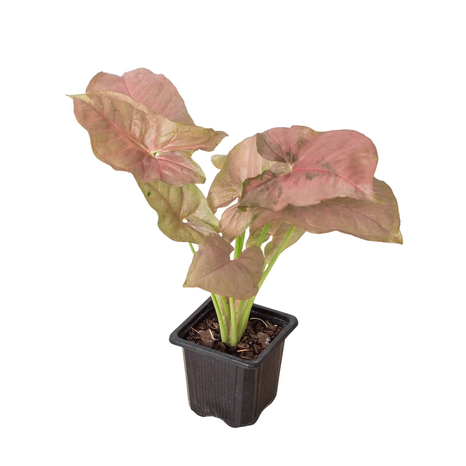  syngonium-strawberry plant 3inch nursery pot