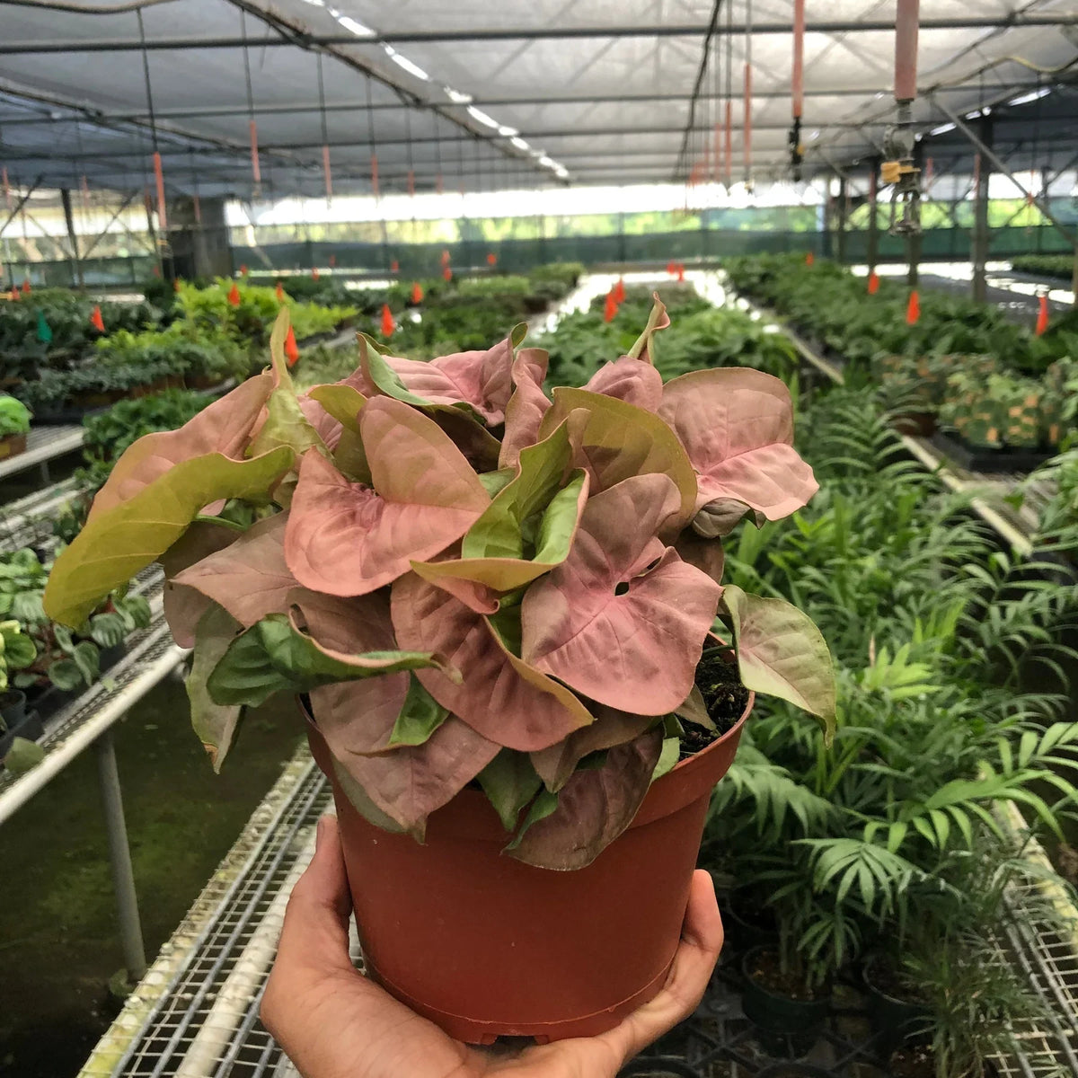  syngonium-strawberry plant 6inch pot