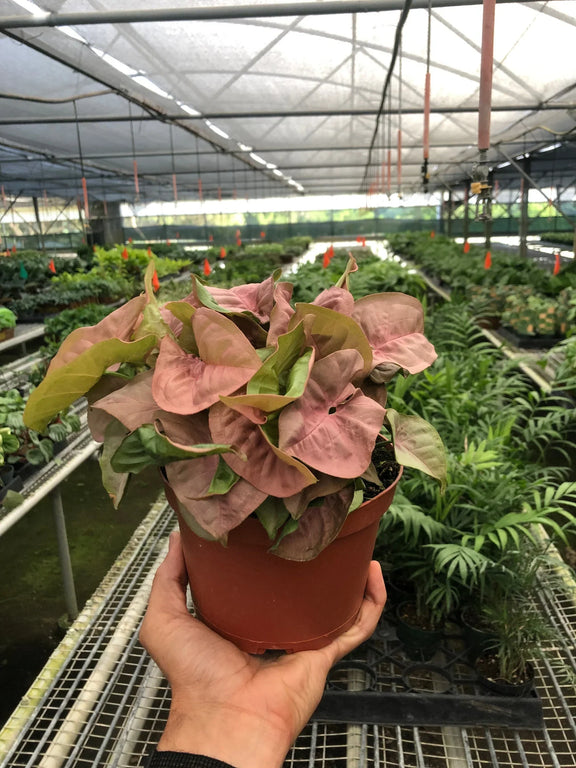 indoor strawberry plants Syngonium Strawberry | Indoor Plant