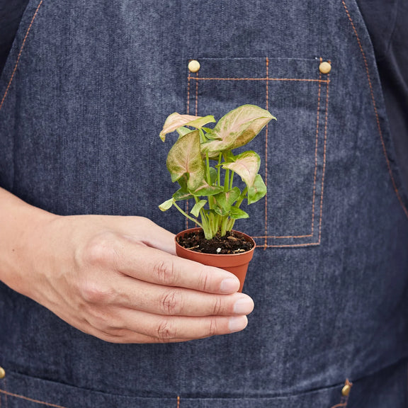 person holding a syngonium-strawberry plant