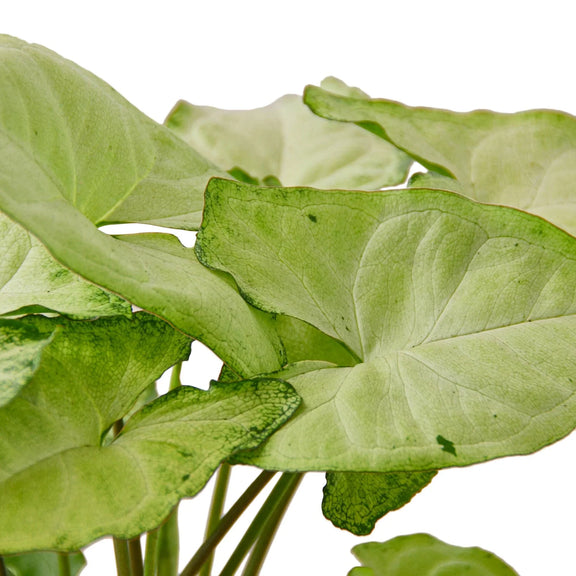 syngonium-white-butterfly leaves closeup