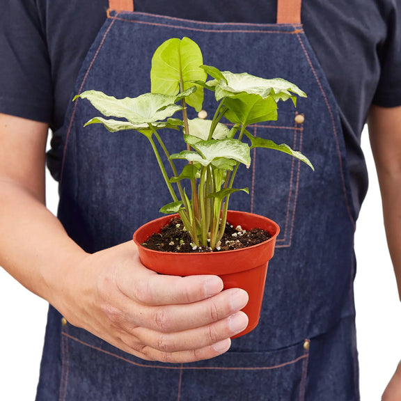 person holding a syngonium-white-butterfly plant