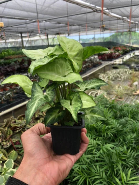 a small syngonium-white-butterfly plant in a nursery