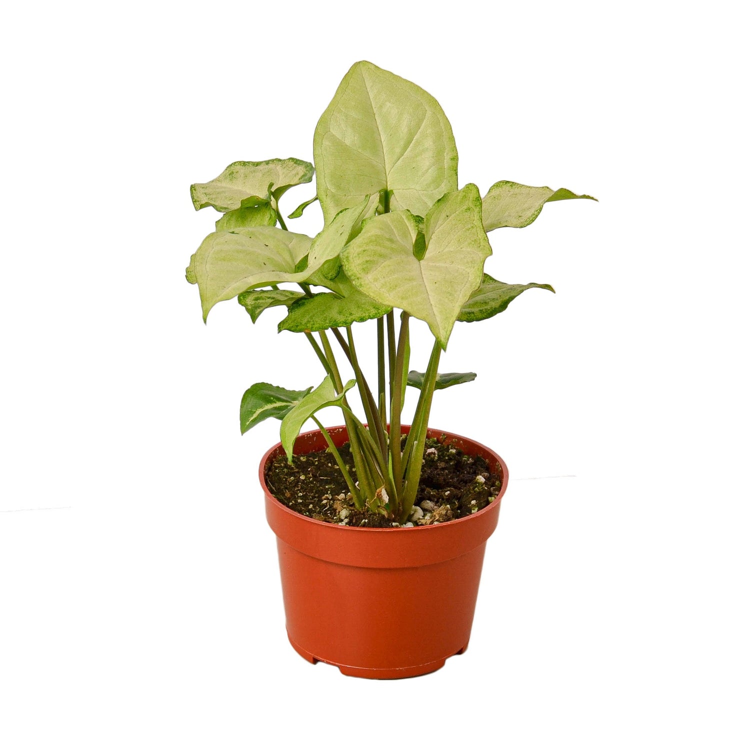 syngonium-white-butterfly in a pot