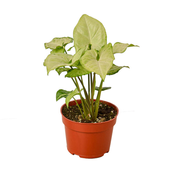 syngonium-white-butterfly in a pot