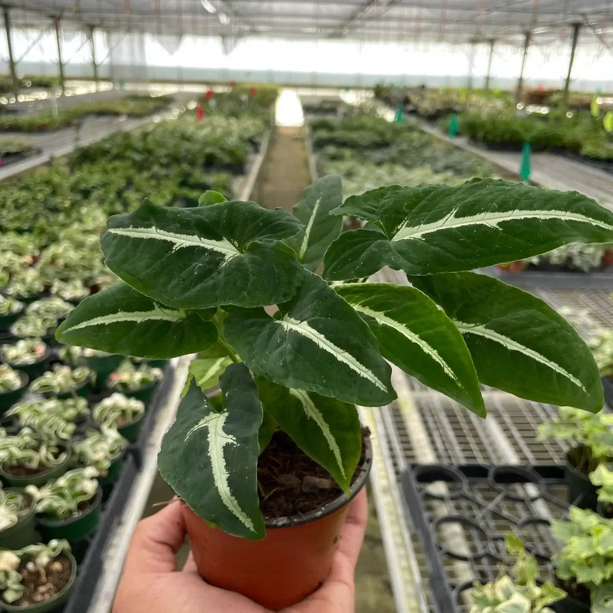 Syngonium wendlandii 'Black Velvet' in 4-inch nursery pot