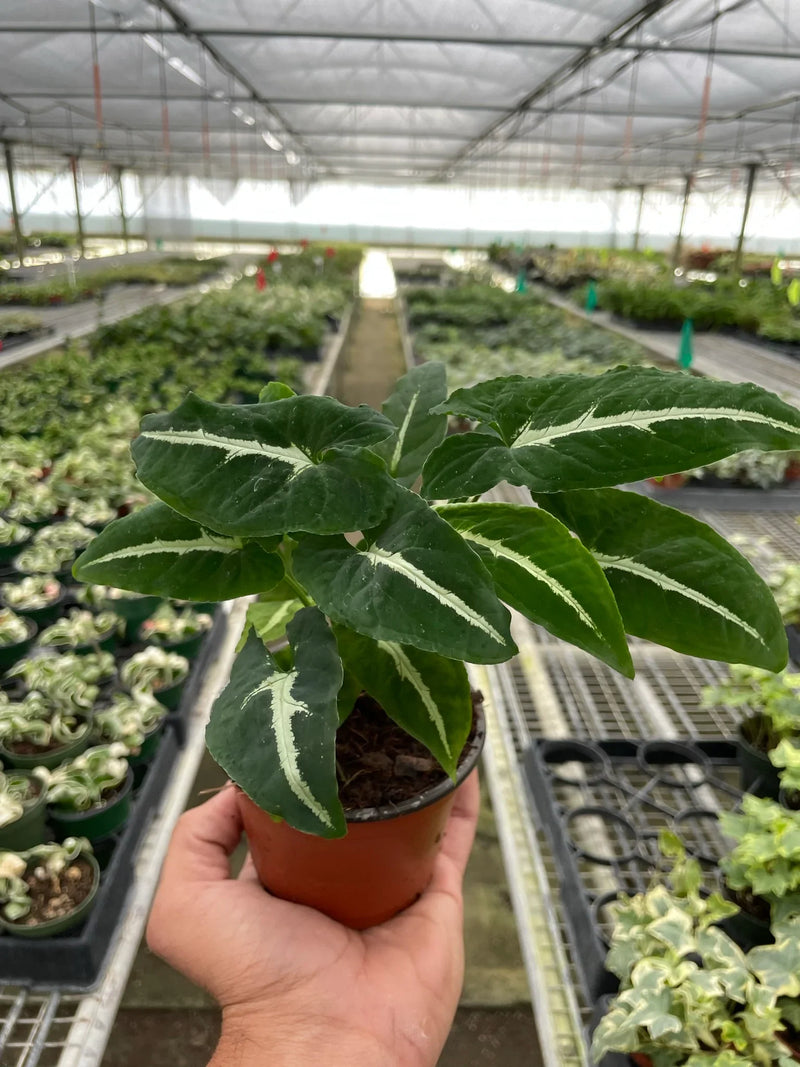 syngonium black velvet plant in nursery pot