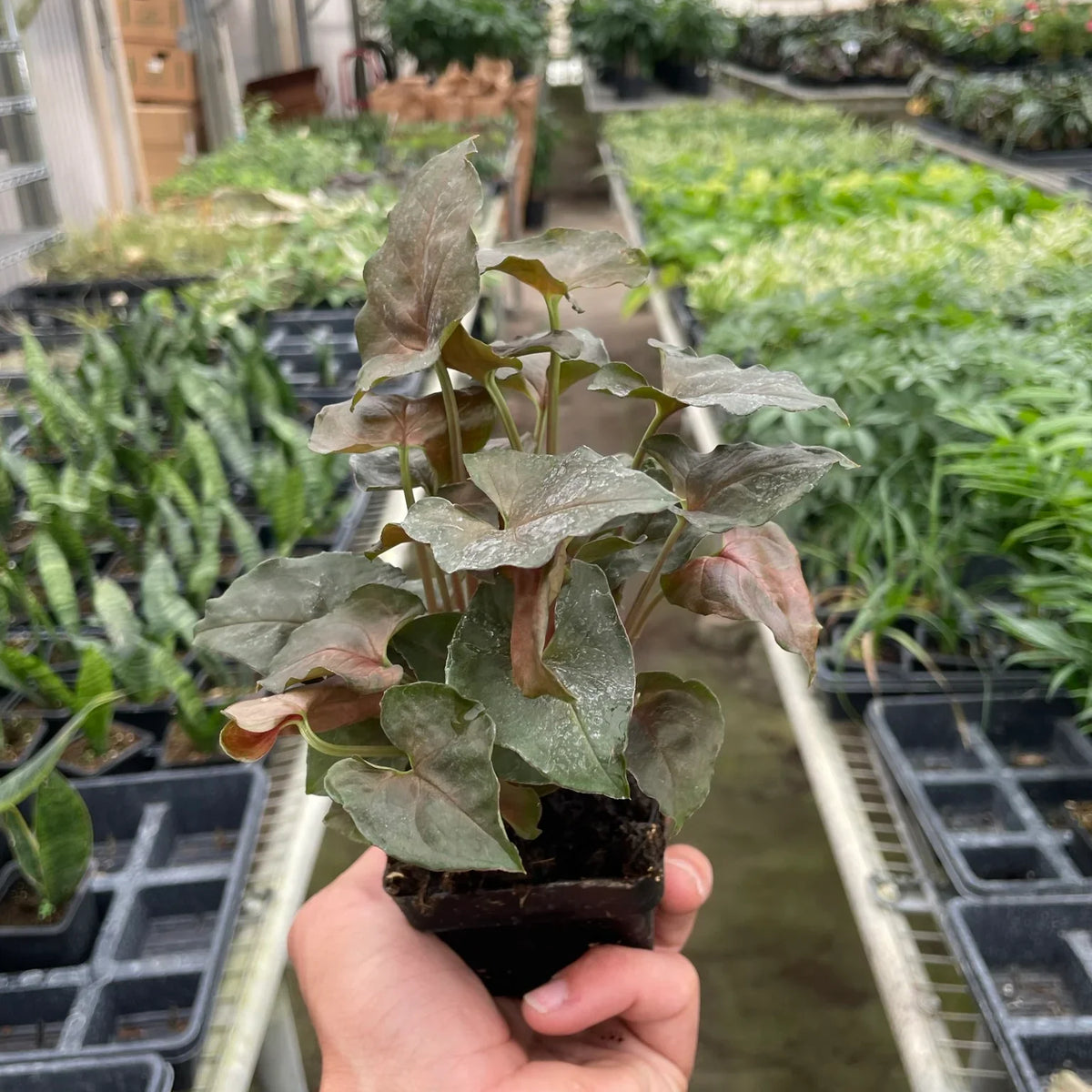 syngonium merry plantin a 3inch nursery pot