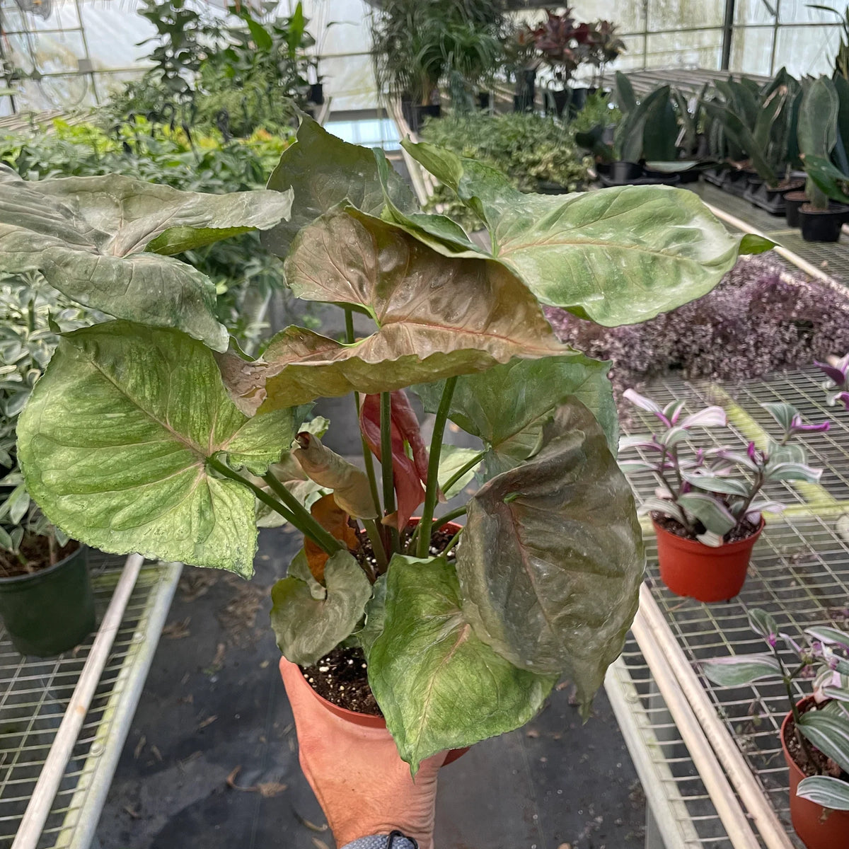 syngonium merry plant in a 6 inch pot