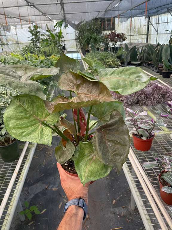 syngonium merry plant in a 6 inch pot