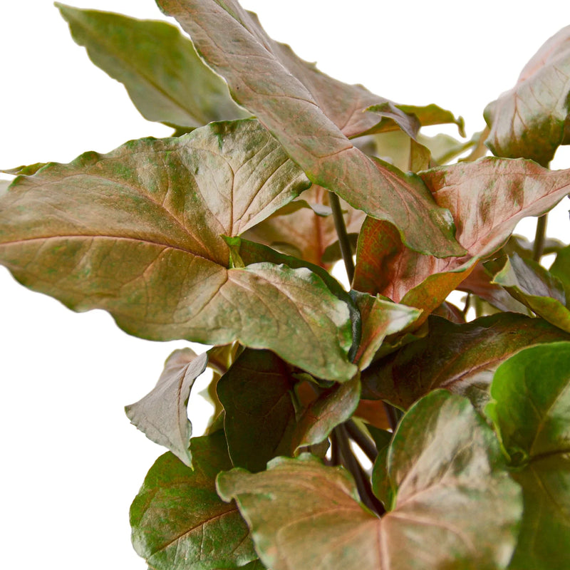 syngonium merry plant close up