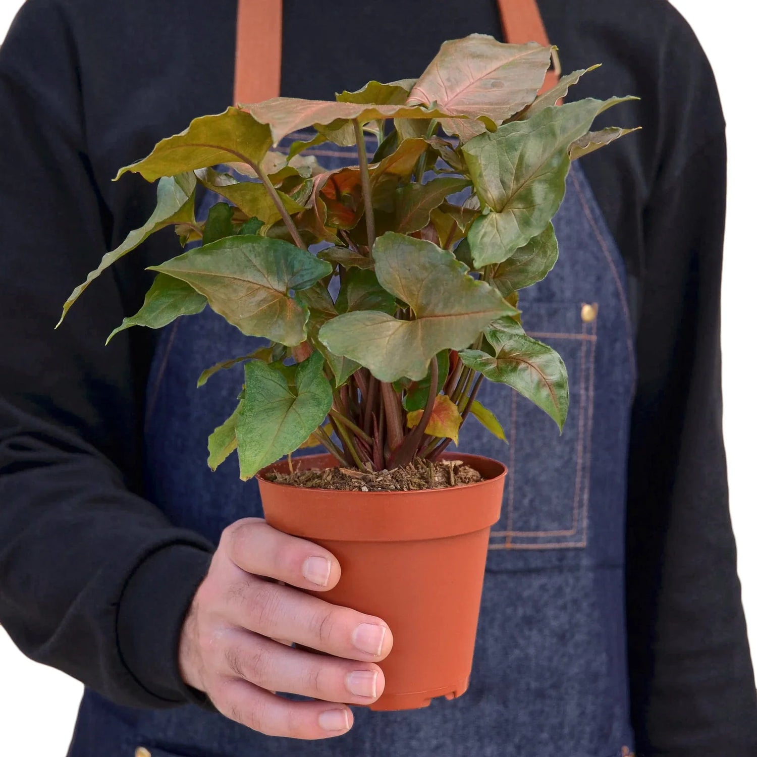 a person holding a syngonium merry plant