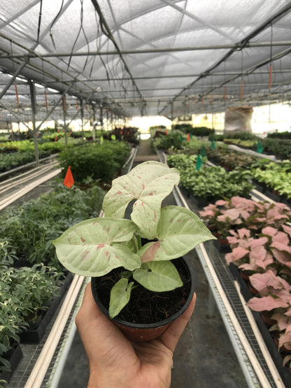 syngonium milk confetti plant in a nursery pot