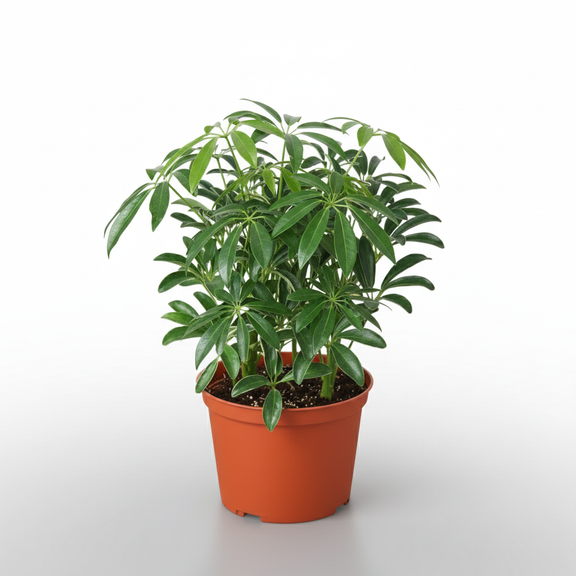 schefflera arboricola compacta houseplant on moss pole 80cm tall Schefflera Arboricola