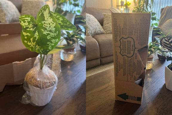 subscription house plants Indoor Houseplant Subscription Box