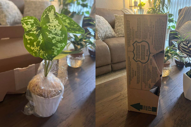 Indoor Houseplant Subscription Box