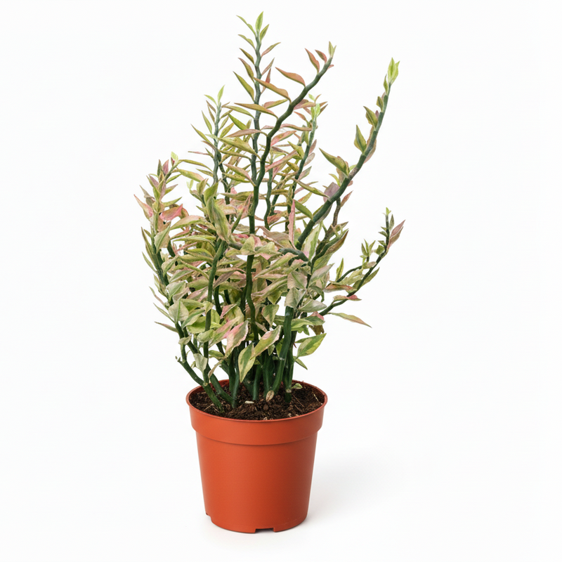 Variegated Devil's Backbone Euphorbia succulent in a nursery pot - Easy care indoor plant.