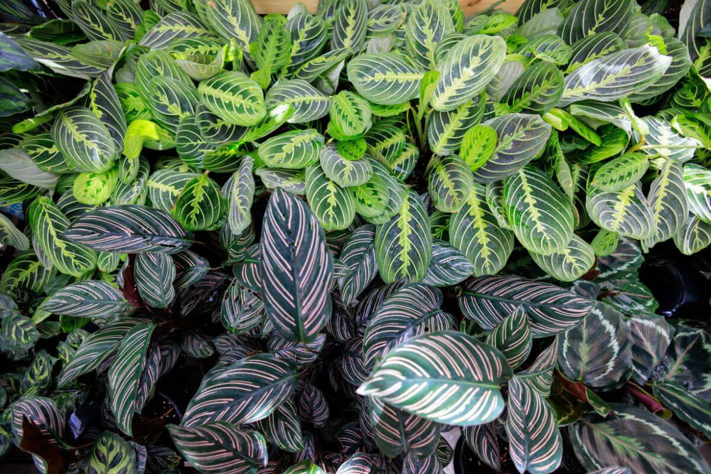 Collection of various Maranta and Calathea plants with different leaf patterns and colors