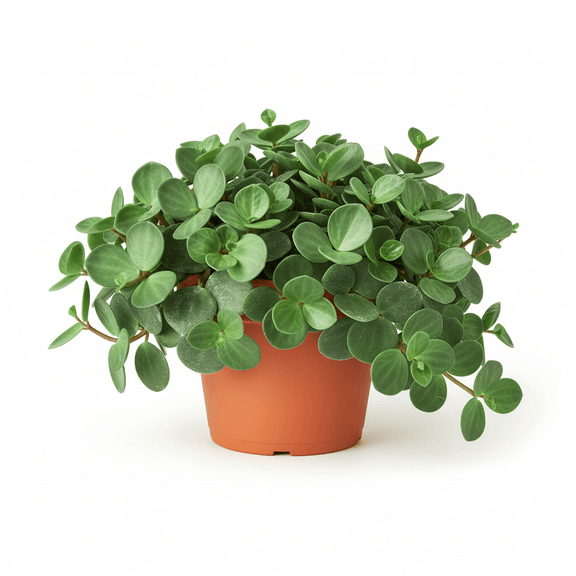Mature Peperomia Hope in 8-inch orange pot with abundant cascading leaves