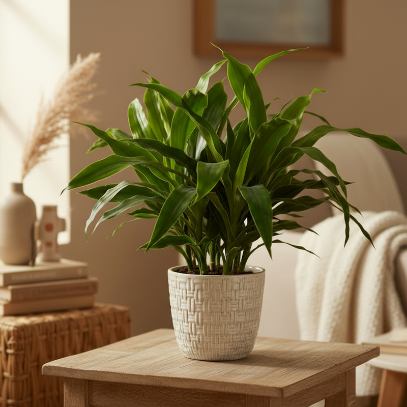 Dracaena 'Janet Craig' plant with broad glossy green leaves in ceramic pot styled in warm living room with natural light
