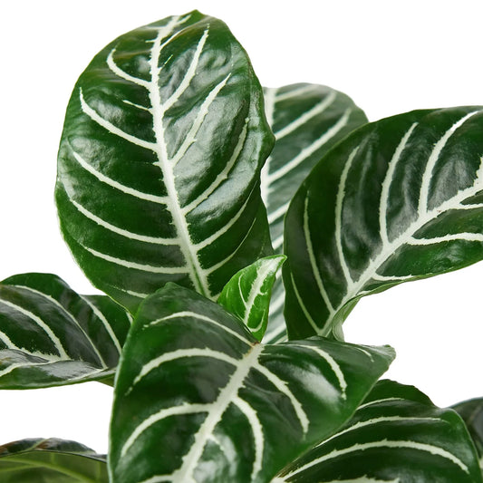 Live Zebra Plant leaves and yellow flower close up - white veined foliage detail