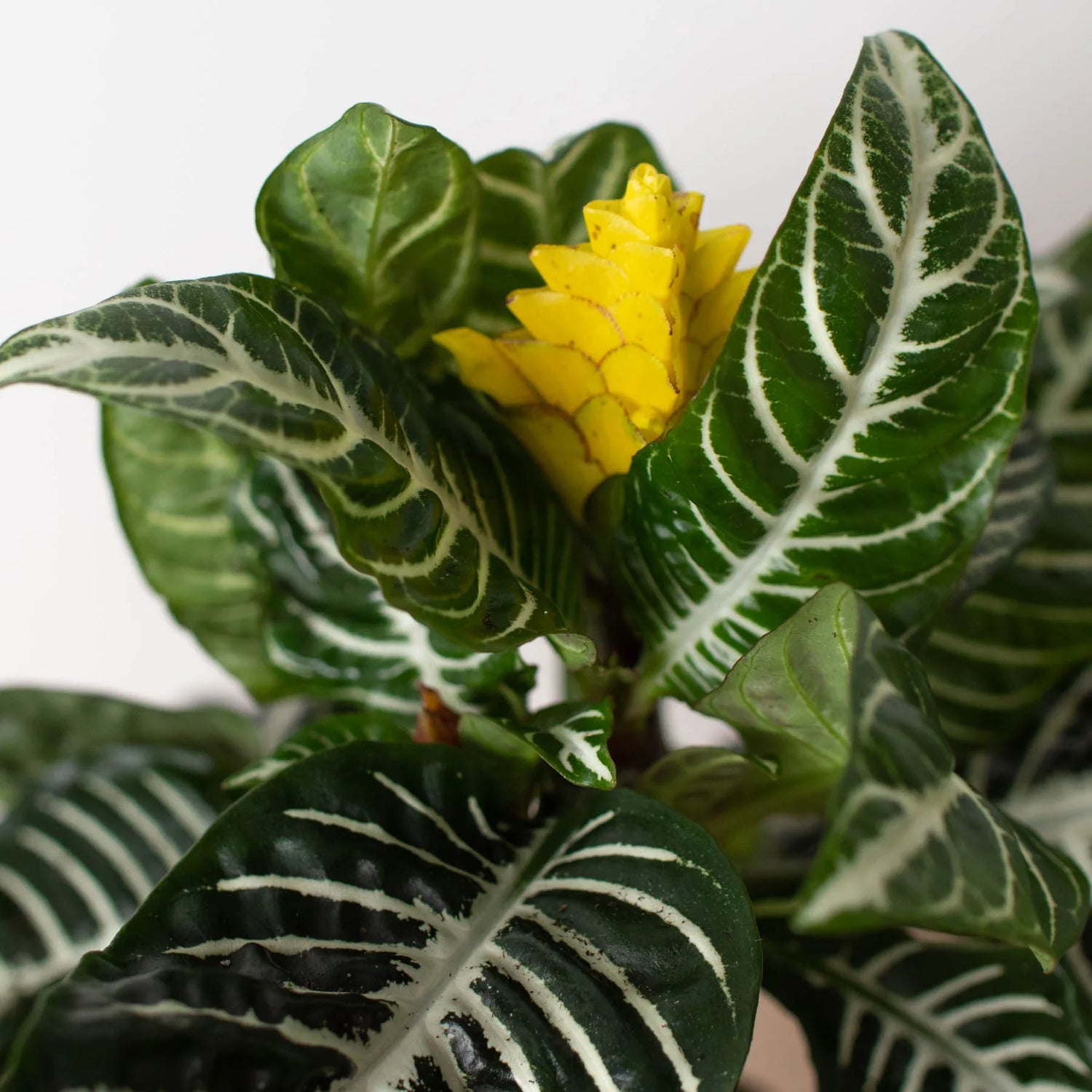 Zebra Plant (Aphelandra Squarrosa)