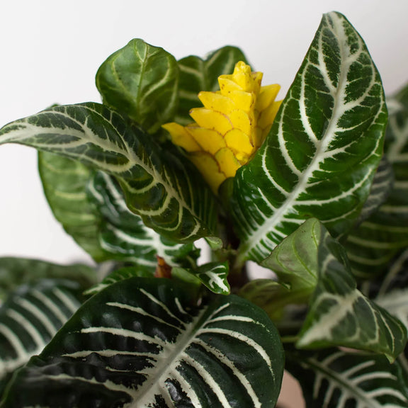 Zebra Plant leaves and yellow flower close up - white veined foliage detail, Indoor plant for sale