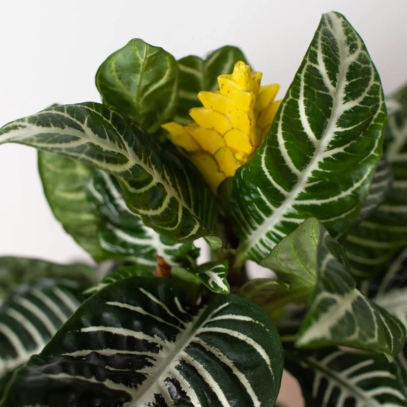 Zebra Plant leaves and yellow flower close up - white veined foliage detail, Indoor plant for sale