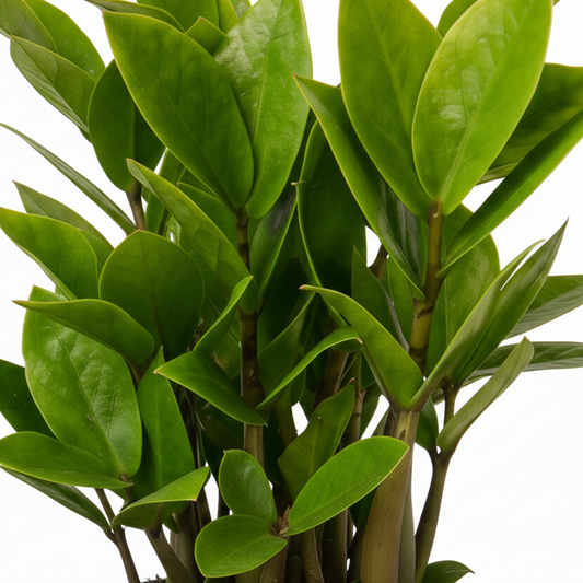 Closeup of ZZ Plant leaves details | Easy Care & Low Light Tolerant Houseplant | All About Planties