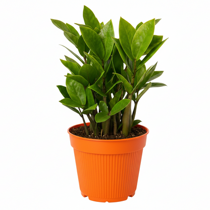 ZZ plant in 4inch orange pot - low maintenance indoor plant for home decor | All About Planties