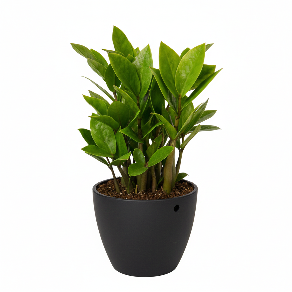 ZZ Plant In 4inch  Black Eco Pot | Easy Care & Low Light Tolerant Houseplant | All About Planties