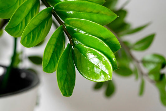 Close-up of ZZ Plant (Zamioculcas zamiifolia) leaves.